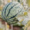 Support the vines with trellises
