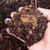 Article image for: Prepare nutrient-rich <i class="tbold">soil</i>