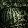 Choose the right watermelon variety