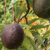 Avocados