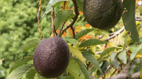Avocados