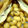 Soybeans 