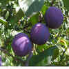 Prunes