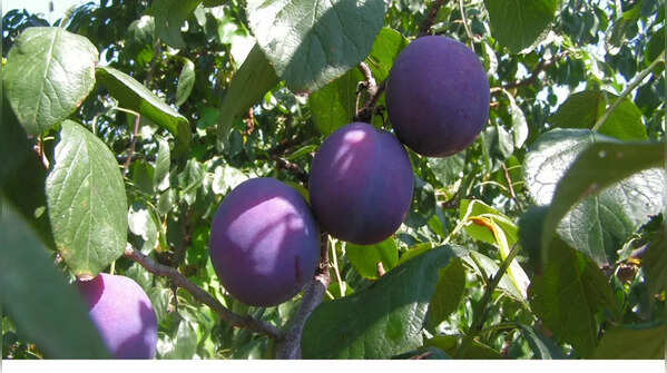 Prunes