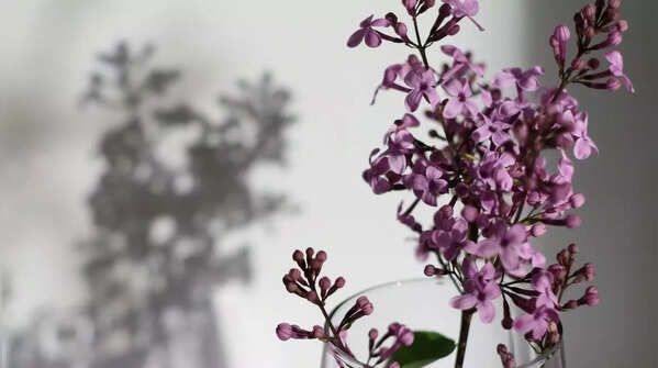 Lilac