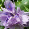 Hyacinth