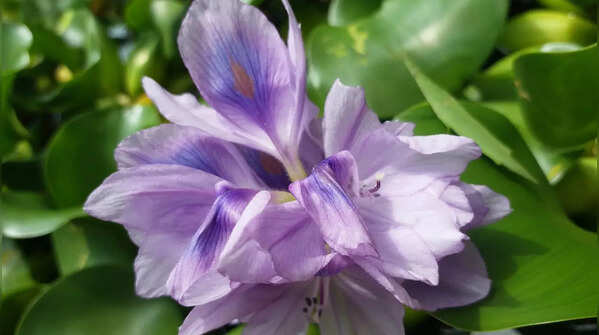 Hyacinth