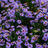 Aster