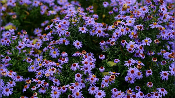 Aster