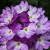 Verbena