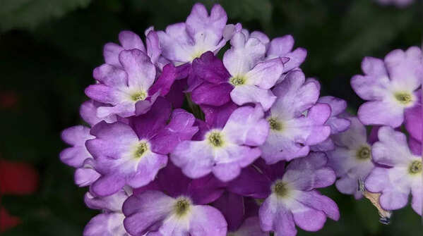Verbena