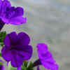 Petunia