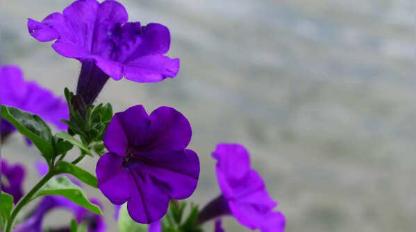 Petunia