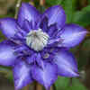 Clematis