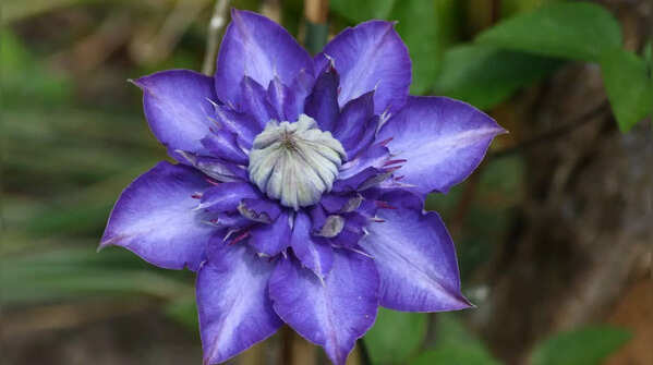 Clematis