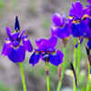 Iris