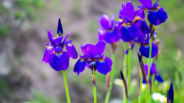 Iris