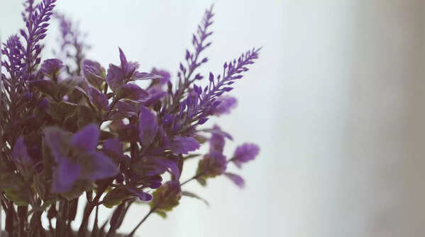 Lavender