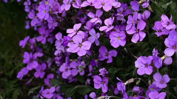 8 stunning purple flowers that add elegance to your home and garden