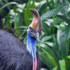 Cassowary: Echo cretaceous hunters