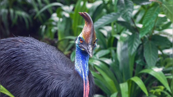 Cassowary: Echo cretaceous hunters