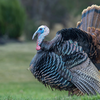 Article image for: <i class="tbold">turkey</i>: Snood and wattle