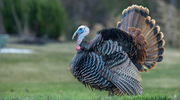 Turkey: Snood and wattle