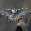 Peregrine Falcon: Microraptor in a free fall
