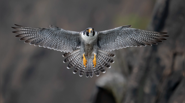Peregrine Falcon: Microraptor in a free fall