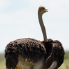 Ostrich: Massive legs