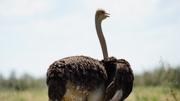 Ostrich: Massive legs