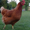 Chicken: Theropod dinosaurs