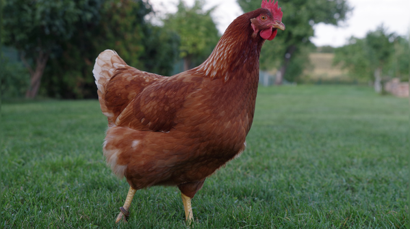 Chicken: Theropod dinosaurs