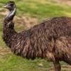 Emu: Second-tallest bird