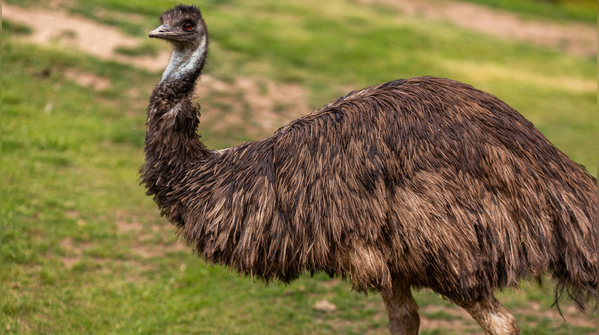 Emu: Second-tallest bird