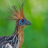 Article image for: Hoatzin: Bird with <i class="tbold">sport</i>s claws