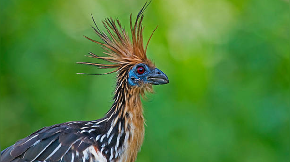 Hoatzin: Bird with sports claws