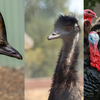 Article image for: These 8 birds are actually living dinosaurs: From Cassowary to Turkey