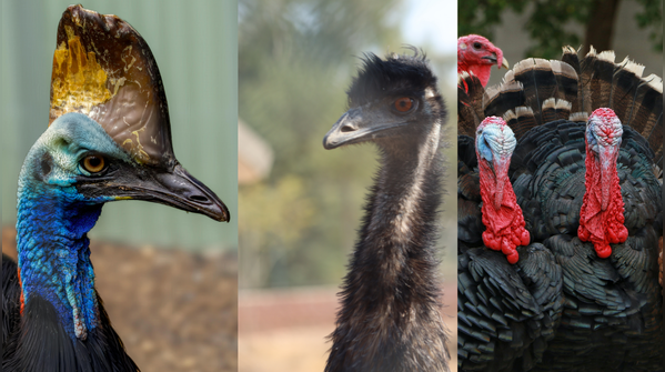 These 8 birds are actually living dinosaurs: From Cassowary to Turkey