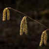 Long Pepper