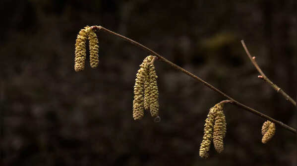 Long Pepper