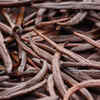 Vanilla Beans