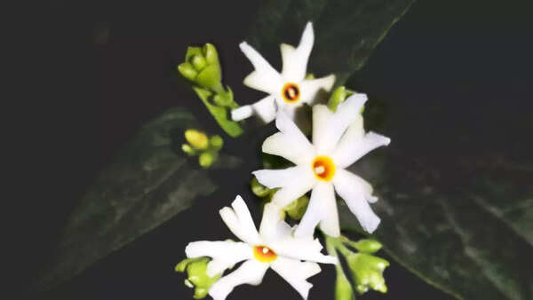 Jasmin Images