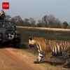 Article image for: Tourists Spot Majestic Tiger ‘King of Panna’ at Panna Tiger Reserve