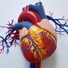Article image for: They quietly support <i class="tbold">heart health</i>
