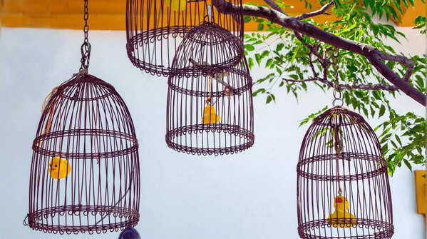 Hanging birdcages