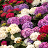 Perishable flowers and delicate offerings