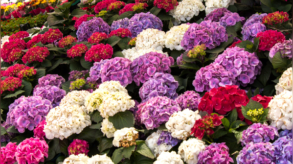 Perishable flowers and delicate offerings