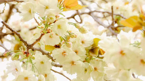 Jasmin Photos