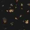 Urine Crystals from Humans ‘research gate’